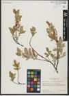 Foto von Salix hastata L.